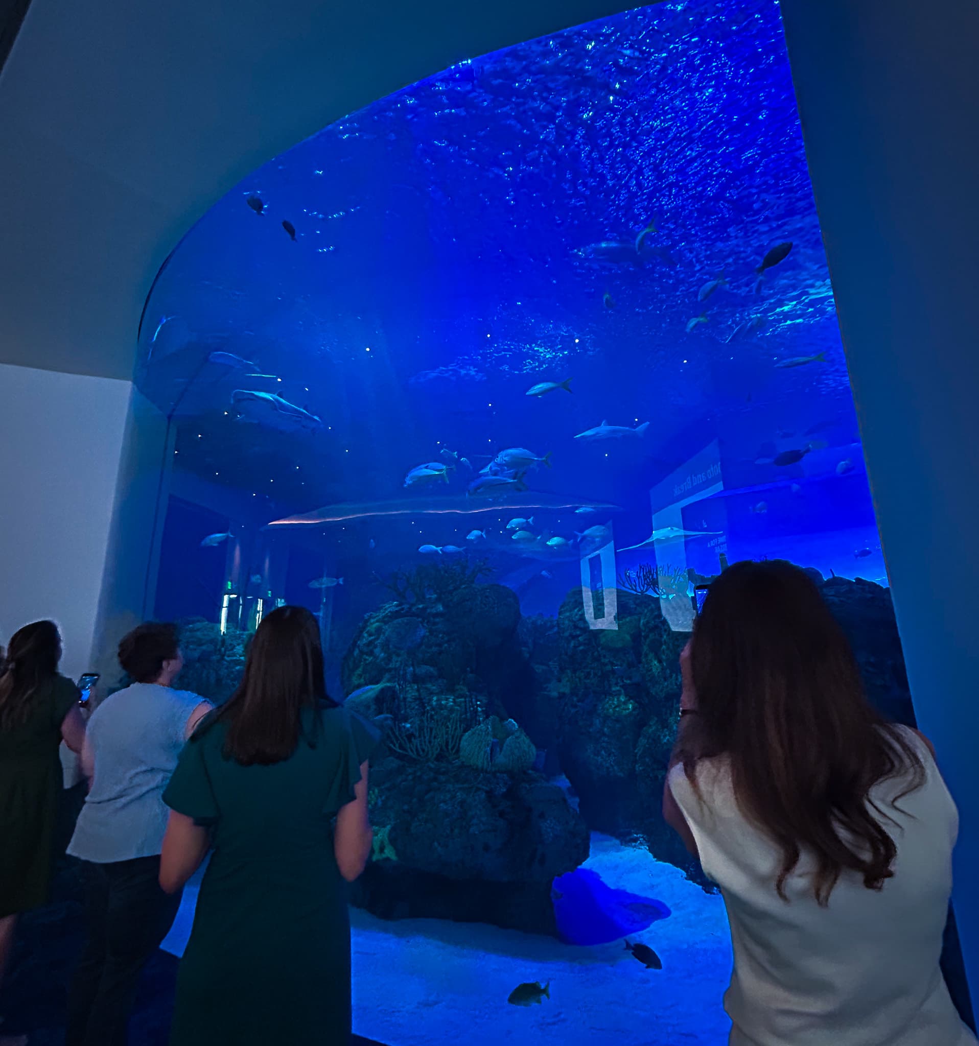 Group of people look onto aquarium of fish